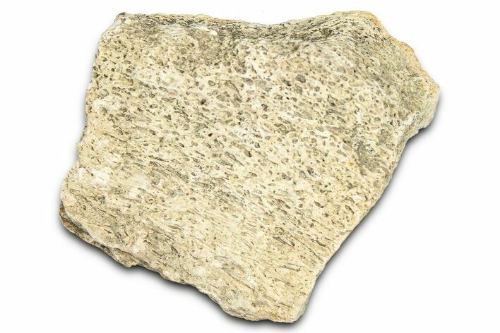 Dinosaur (Triceratops) Frill Shield Section - Montana #366655
